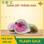 Sung Sấy Thăng Hoa 
